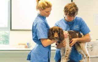 VETERINARY : UNIVERSITY GADJAH MADA - 2020 Admission Now Open 3 vet medicine